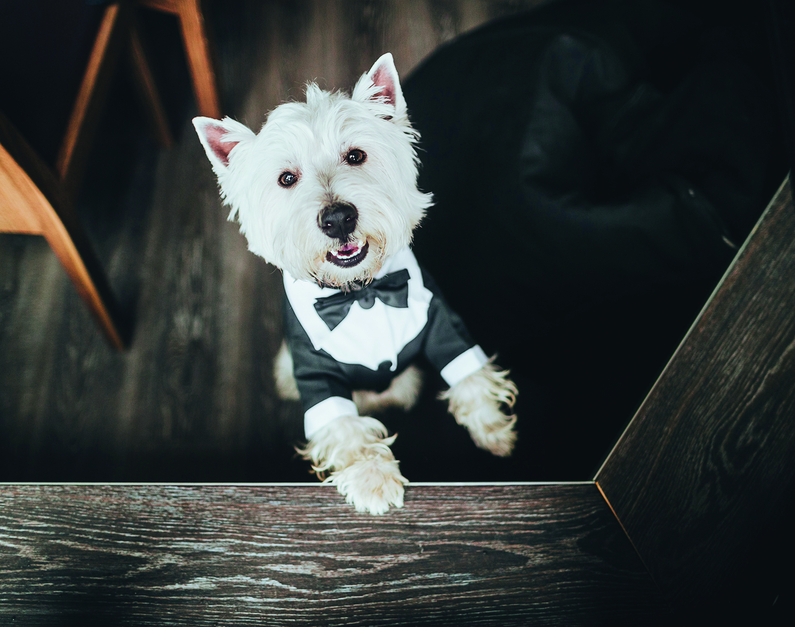 Comment faire participer votre chien lors de votre mariage ?