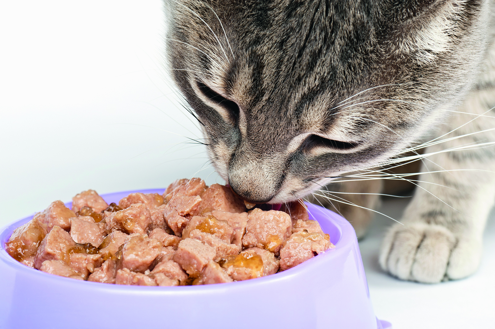Chien et chat : Comment faire la transition vers une nourriture crue ?