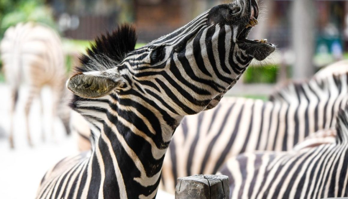 —Pngtree—zoo cute photography zebra_1364007