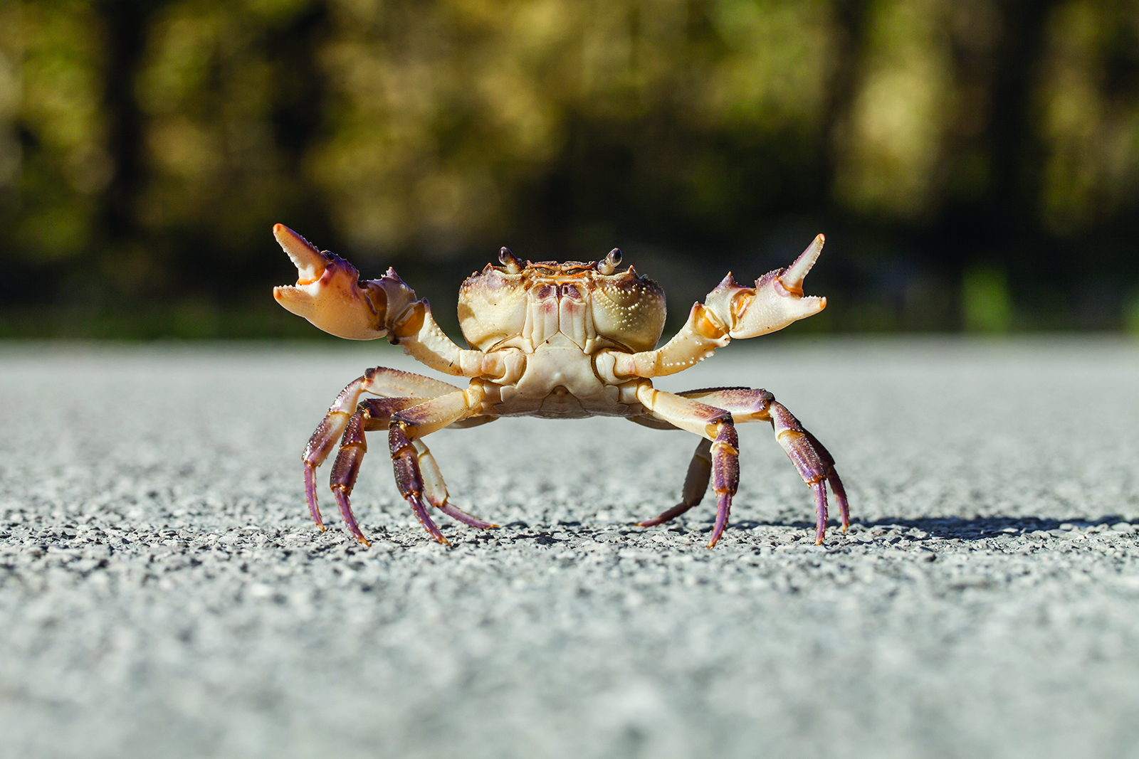 Pourquoi le crabe se déplace-t-il de côté ?