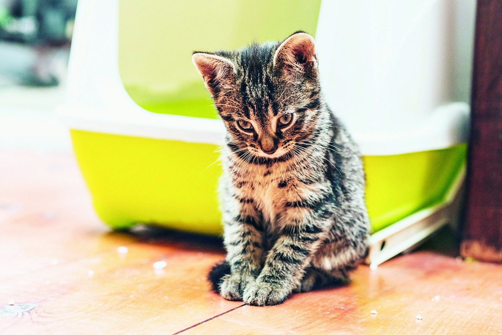 « Mon chat ne fait pas ses besoins dans sa litière : que faire ? »