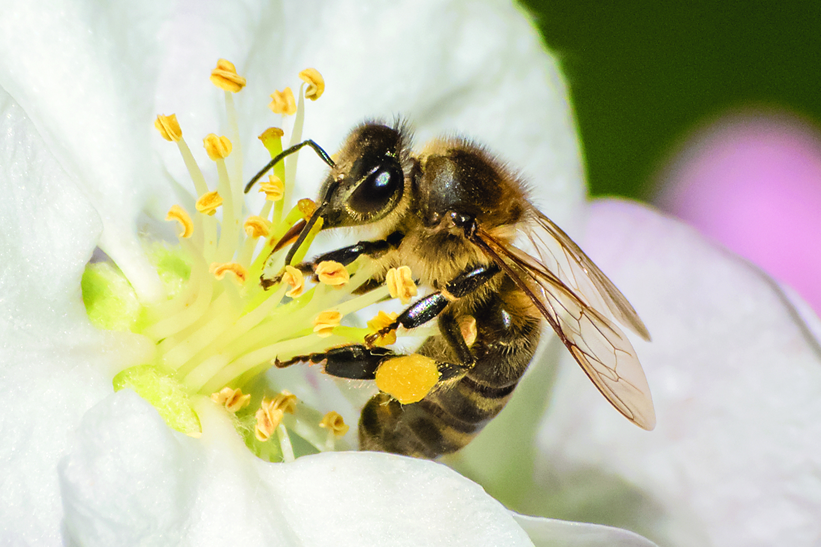 Les pollinisateurs : de petites créatures essentielles à l’agriculture !