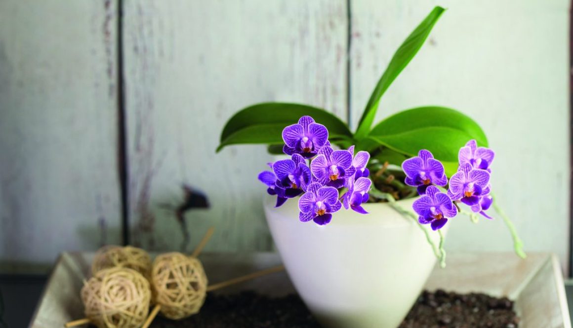 Rustic decor with a blooming purple orchid in ceramic pot on a