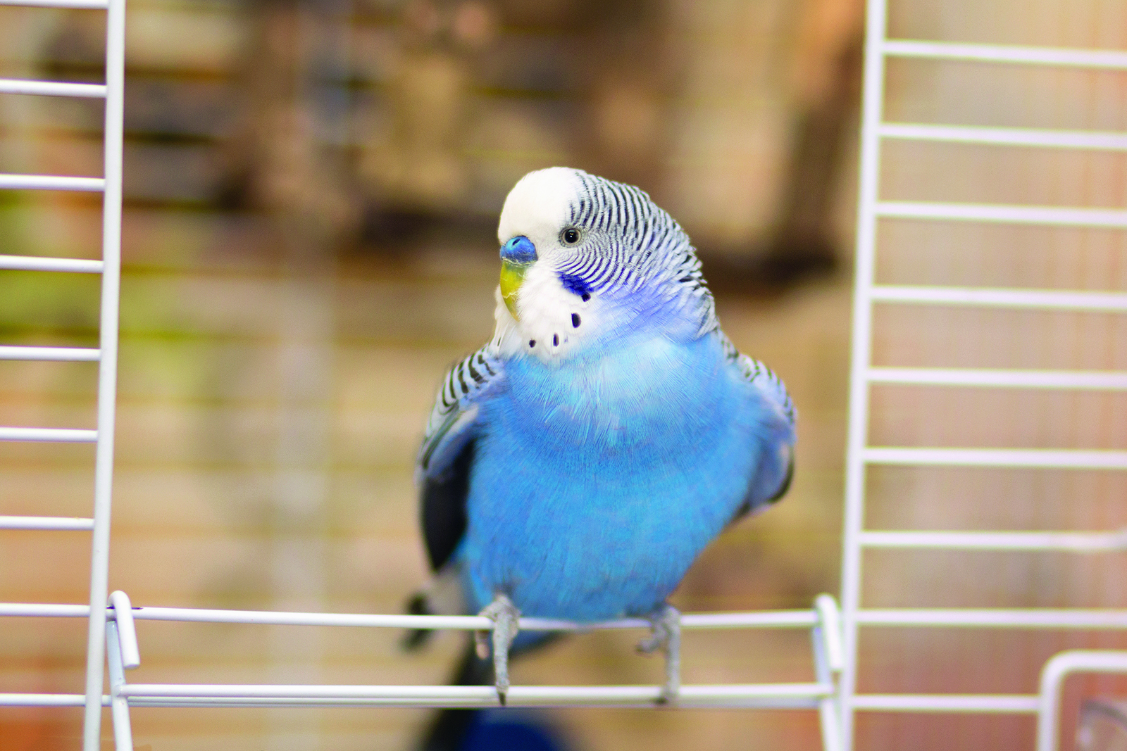Comment prévenir les intoxications alimentaires chez les oiseaux ?