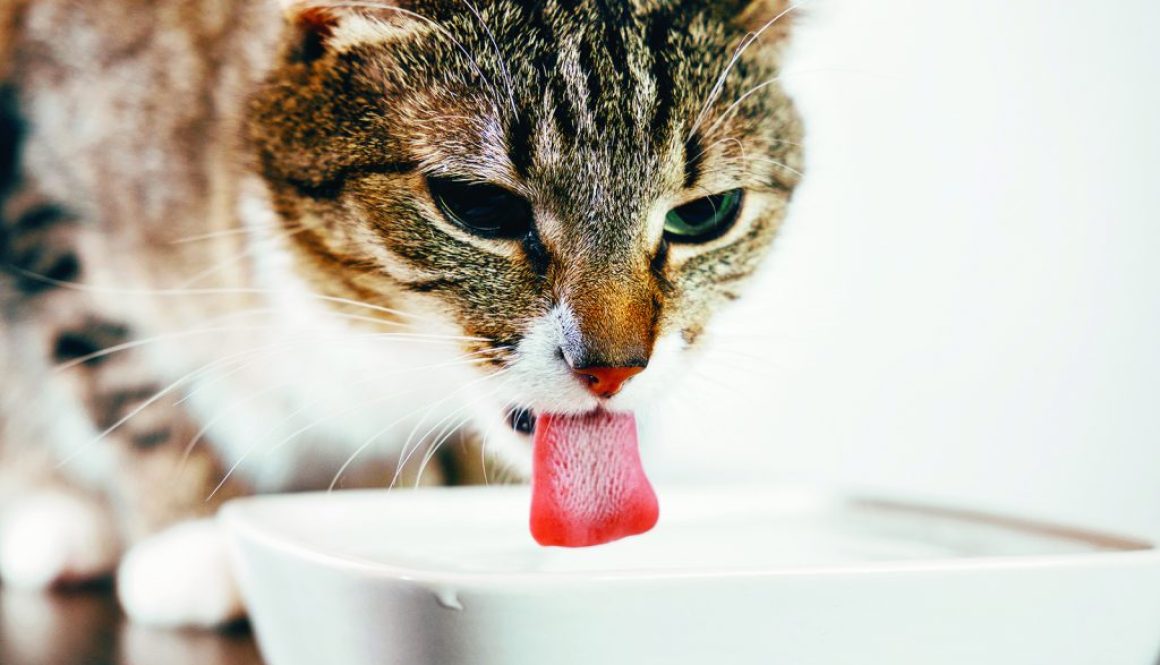 a striped cat drinks water from a plate, cat stuck out her tongu