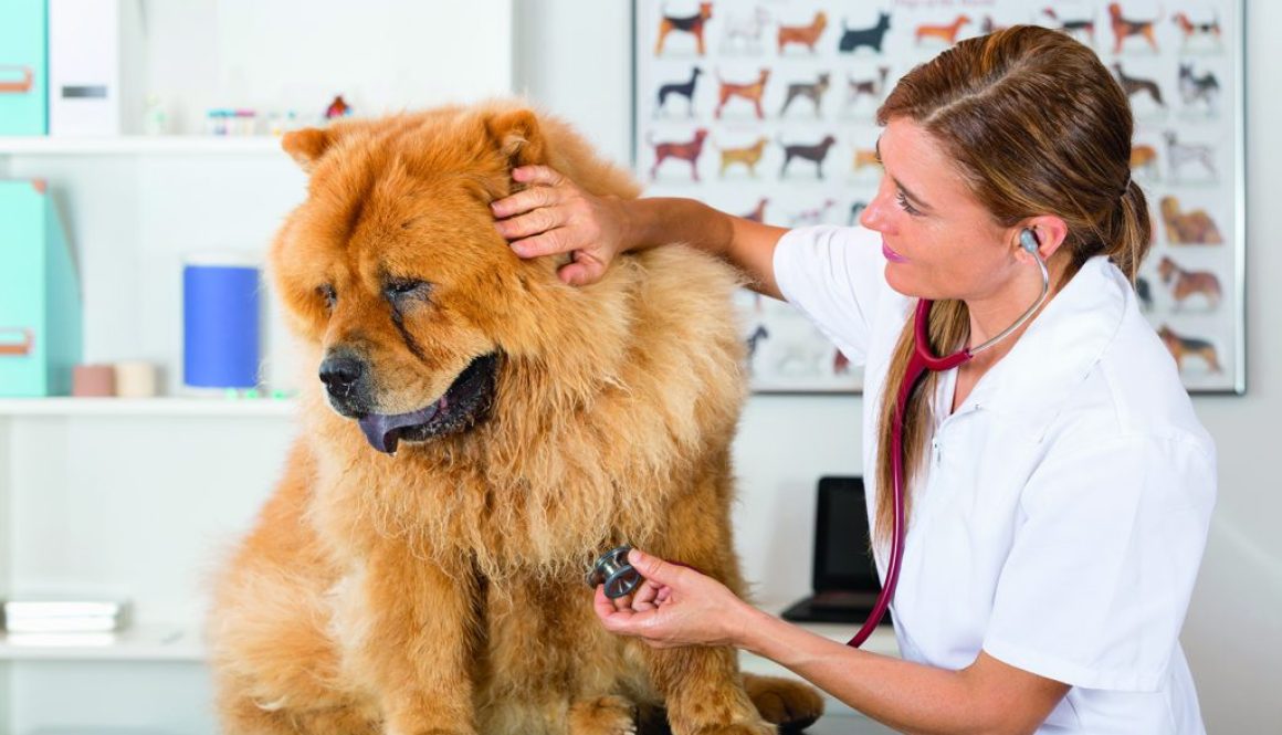 By listening to a dog Veterinary Chow Chow