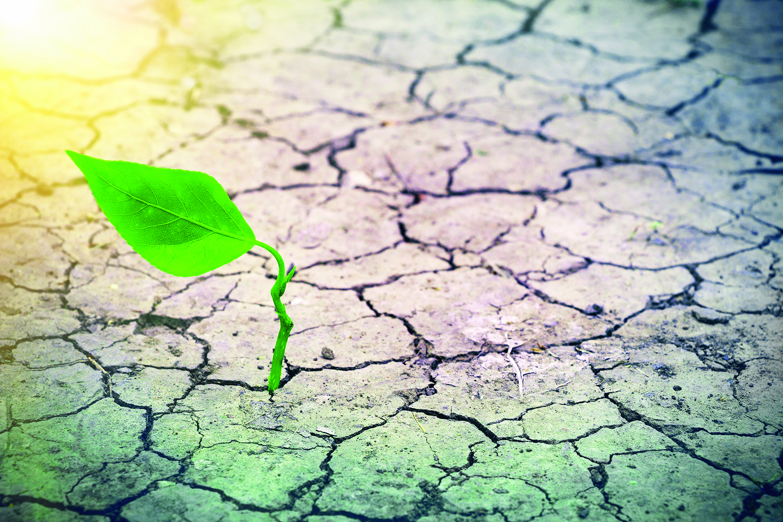 Quels sont les impacts des changements climatiques sur l’agriculture ?