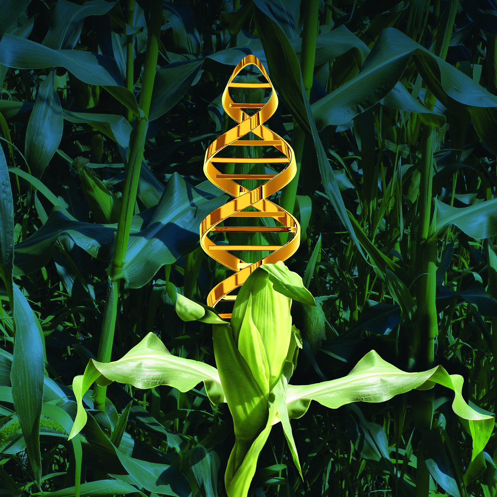 5 mythes à déconstruire sur les OGM