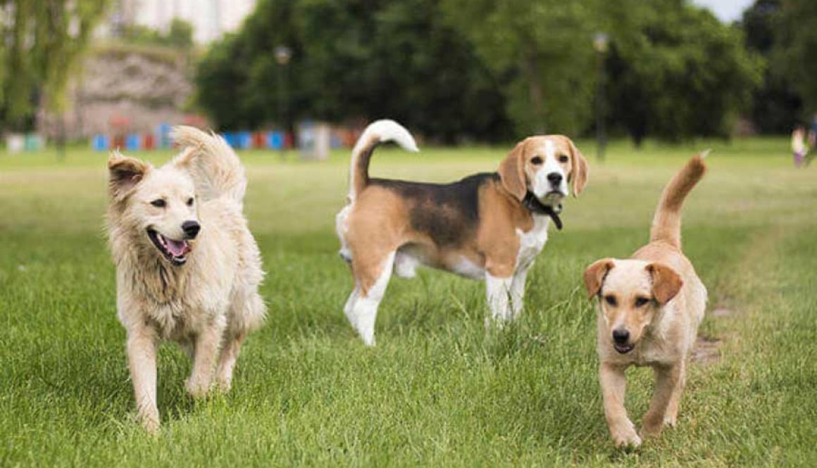 dog-park-etiquette-article-feature (1)