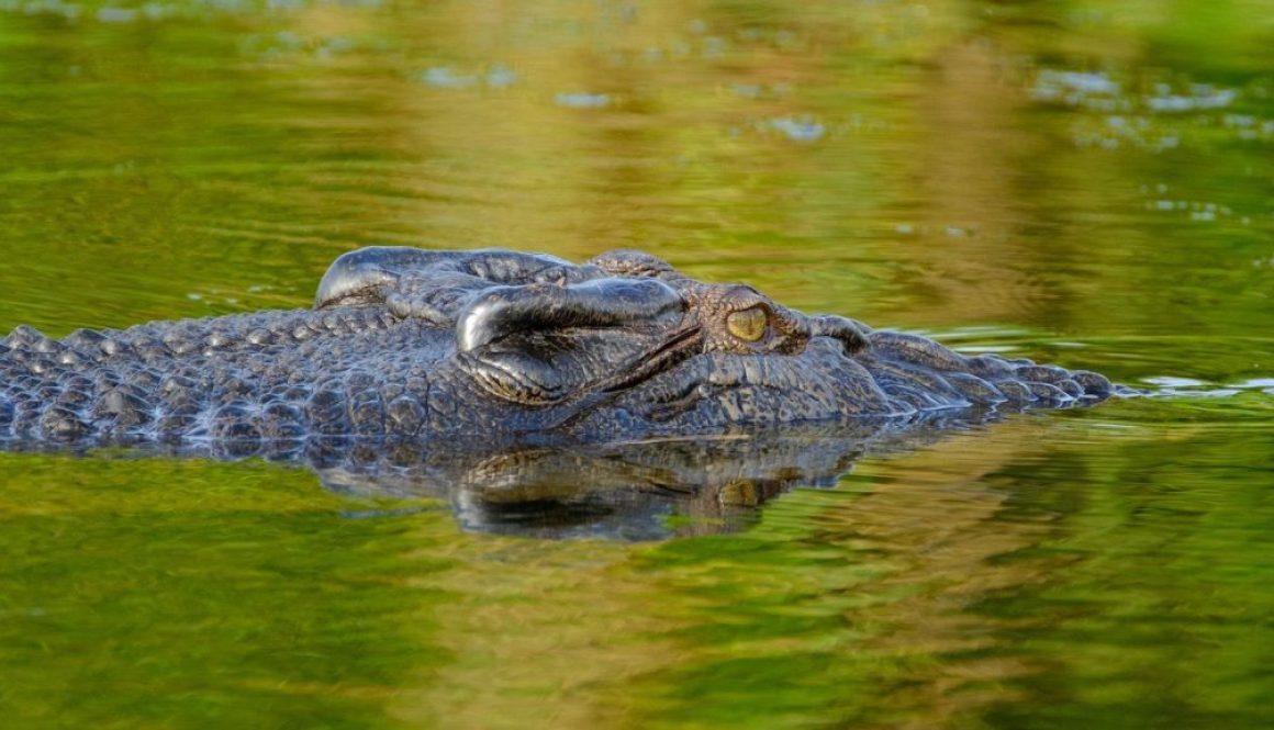 crocodile-Australie