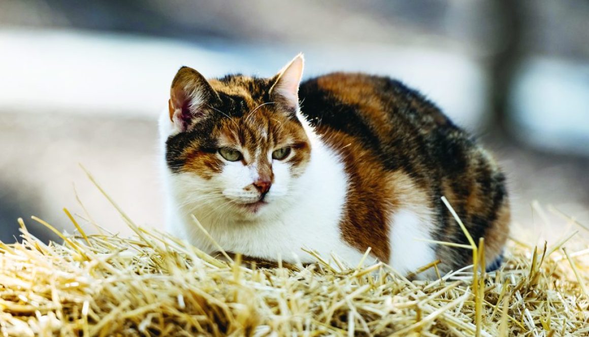Three colors cat lying on hay