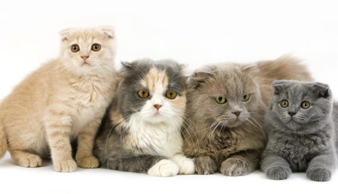 Lilac Self and blue Cream & White Highland Fold Females with Blue and Cream Scottish Fold Kittens