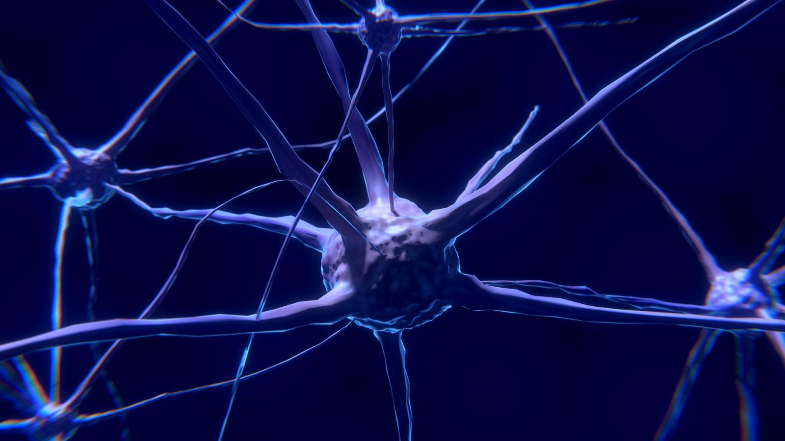 3013 neurones : la carte la plus complète d’un cerveau