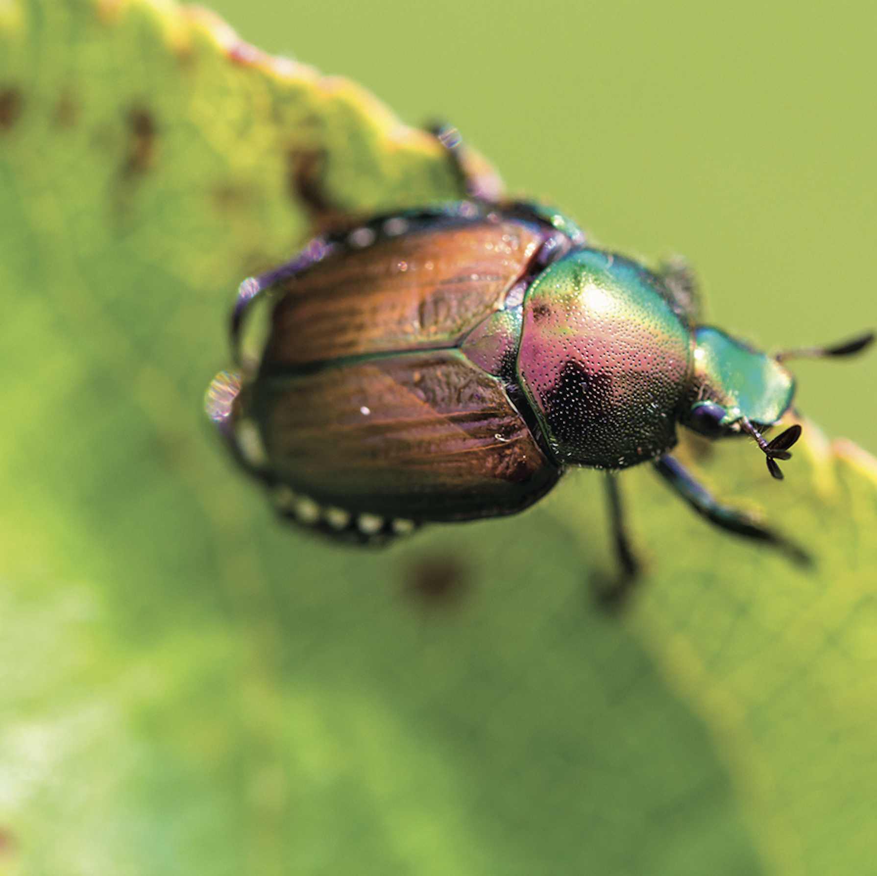 Comment se débarrasser des scarabées japonais ?