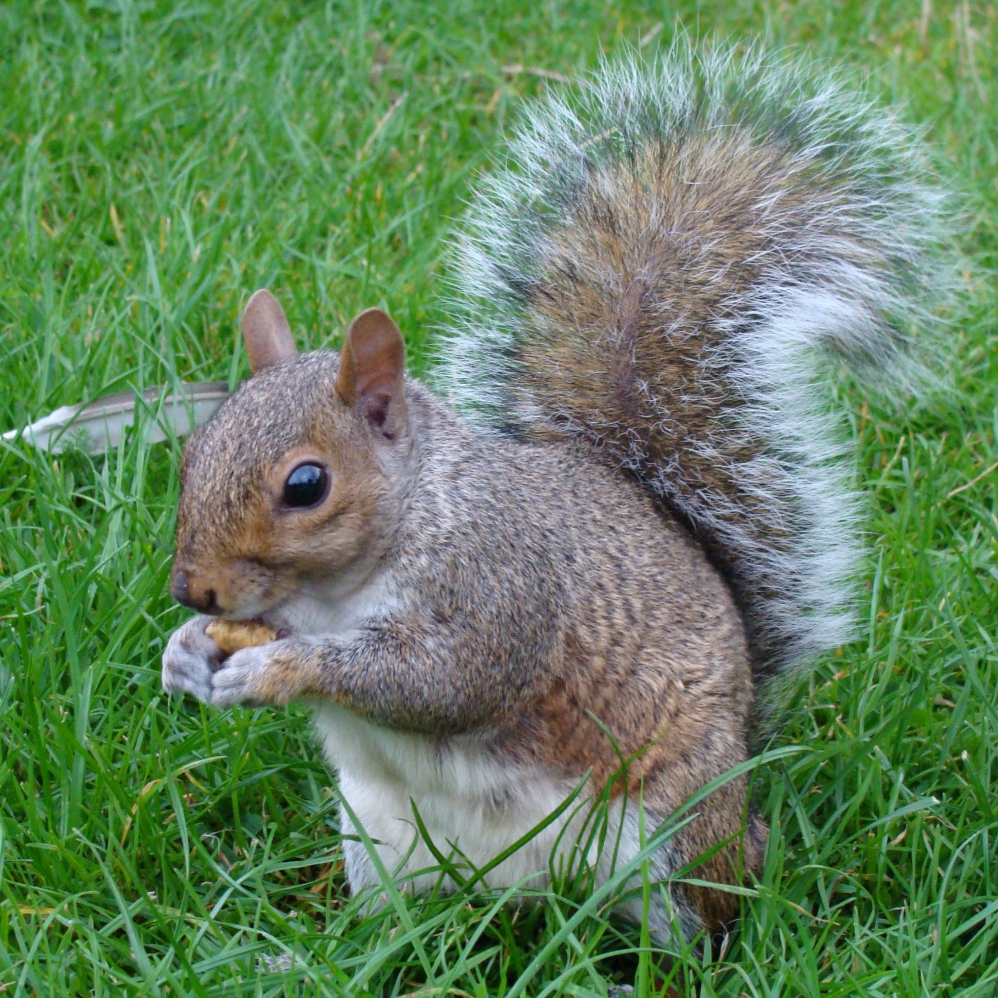 Place St-Paul : un problème d’écureuils crée la zizanie entre les locataires et la Corporation