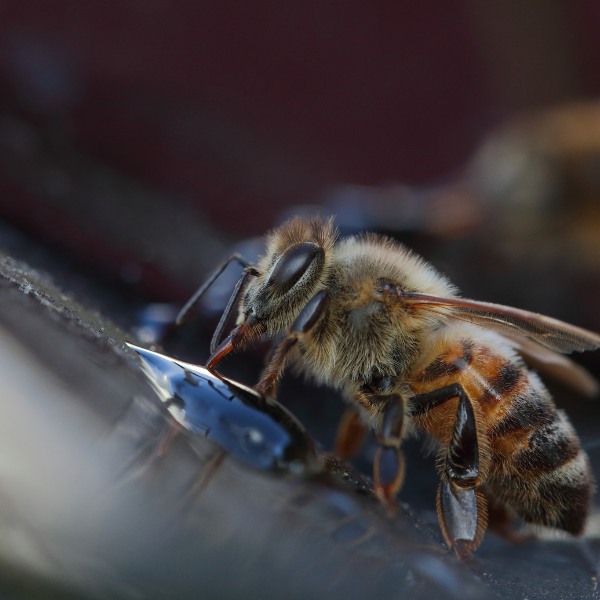 Alerte aux abeilles